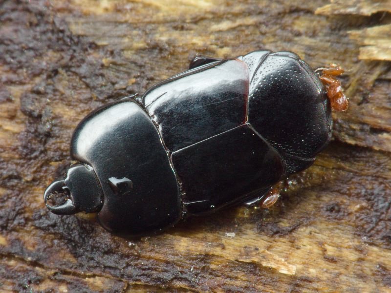 Hololepta plana (Sulzer, 1776)